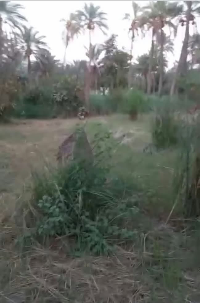 دونم • بيت • الجماليه كربلاء