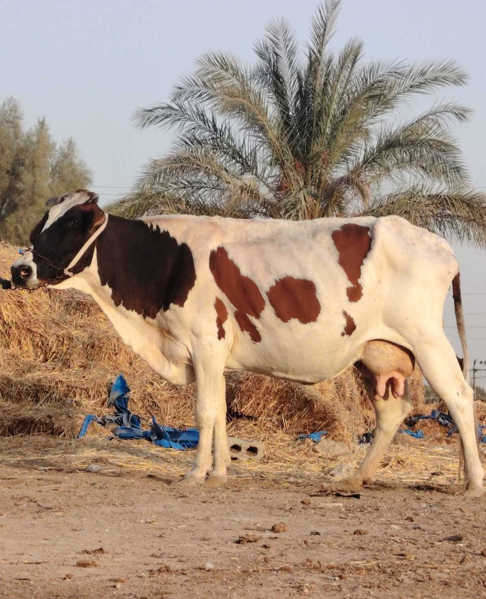 يا الله دابه للبيع لجبه تحلب وكتين صاحبت ماعون وشطر وهشه بلحليب مينه مجنيه يواحد يحلبهه وماخذه لفحل شهرين ونص مالت جناي حلوه وخشنه مالت بيت مشروطه كافه شروط لجني لسعر بلاش 1850 لمكان بابل شوملي لسفسار ***********،،،، ***********
