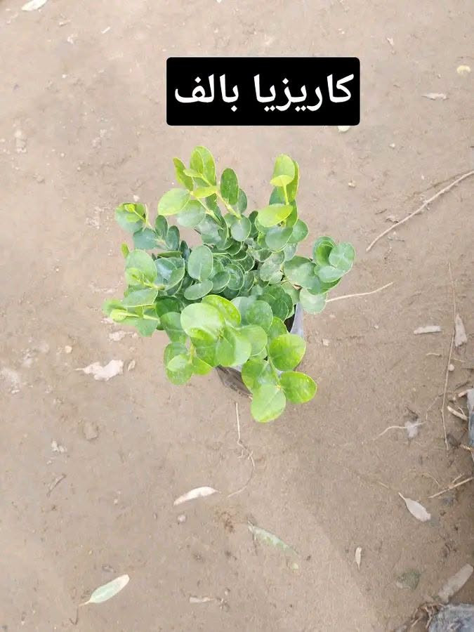 كاريزيا بالف • ماكو تفاصيل