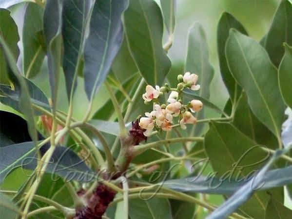 السلام عليكم متابعينا🤍.
توفرت شتلات شجرة الماهوجني الافريقي🌳🌳
 _ارتفاع اكثر من متر تقريبا 💜
_السعر ١٠ الف 🍄

️الاسم الشائع :- الماهوجنى الافريقي
️حجم الشجرة :- يصل حجم الشجره الى 30-40 متر فى العمر النهائي وعرض الجزع يصل من متر الى متر ونصف وهي شبه نفضيه .
مقاومة التعفن :- الشجره معتدله ومقاومة للتعفن والحشرات ومقاومة للحشرة الثاقبة
️التحمل :- تتحمل العديد من الظروف المناخية القاسيه وظروف التربة وتتحمل درجة ملوحة عالية تتراوح مابين 3000 الى 4000 ppm
️طبيعة نمو الشجرة :- قائمة ذات مجموع خضرى كبير وقوى وساق خشبية قوية
والشجرة مستديمة الخضرة طوال العام
️الاستدامة :- تعتبر اشجار الماهوجنى من الاشجار المهدده بالانقراض والمسجلة فى قائمة الاشجار المهدده بالانقراض IUCNوذلك بسبب زحف الكثافه السكانية والقطع الجائر للاشجار لما لها من منافع كثيرة واستخدامات عديده 

معدلات النمو والخصائص
تنمو شجرة الماهوجني بمعدل سريع يتراوح بين 1 إلى 2 متر سنوياً في الظروف الجيدة، وتُعد من أسرع الأشجار الخشبية نمواً. 
سنوات النمو الأولى: قد يصل معدل النمو إلى 2.5 متر في السنة خلال أول 3 إلى 5 سنوات إذا توفرت التربة الخصبة والري المنتظم.
الحجم الكامل: تصل الشجرة إلى ارتفاعات تتراوح بين 15 إلى 25 متراً (وأحياناً حتى 30 متراً حسب النوع)

📍متوفر توصيل لجميع محافظات العراق🚗🚗
📍للحجز والاستفسار مراسله الصفحه او مراسلتنا على واتساب من خلال الرقم ***********

نص مكتوب في الصور:
- Flowers of India