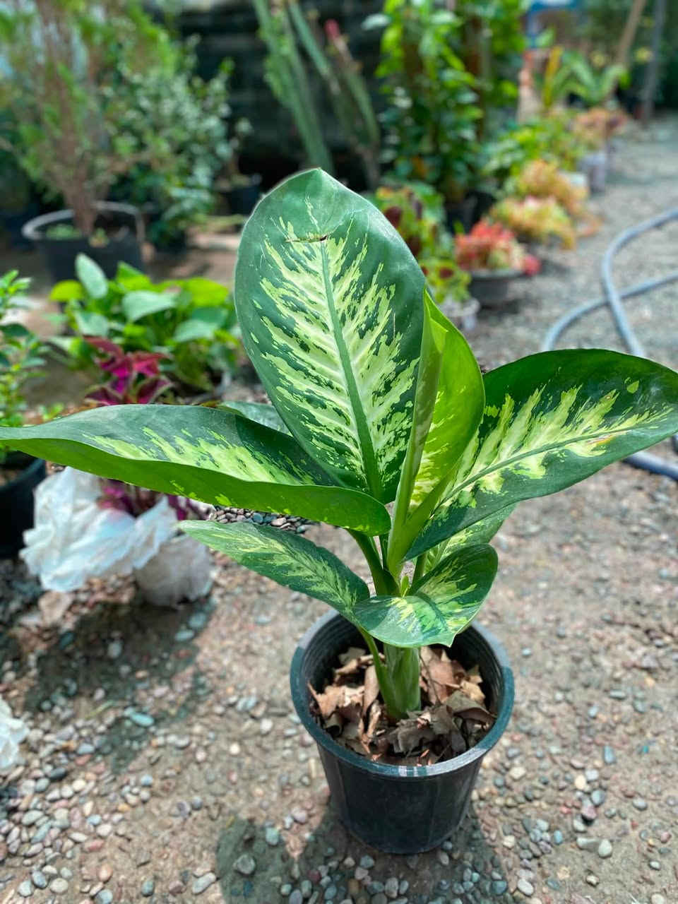 🌿💙 أهلاً وسهلاً بكم في مشتـل دوميز 💙🌿
نورتونا ونورت صفحتنا 🌱✨

🔥 اليوم وفرنالكم نبتات أكثر ومن أنواع مختلفة!
🪴 نبتات زينة ضلي/ شمسي😍🔥
وما ننسا تربة البتموس وفرناها الكم بسعر منافس🦋

🌿 أسعار مميزة ومناسبة للجميع
💙 اختاروا النوع اللي يعجبكم وخلو البيت أحلى بالنباتات 🌱

🚚 التوصيل فقط بـ 1,000 دينار للمناطق التالية:

📍 حي سومر
📍 حي دوميز
📍 حي الانتصار
📍 يارمجة
📍 حي فلسطين
📍 حي الصحة

📲 للطلب والاستفسار:

💬 واتساب: ***********
📞 اتصال: ***********

🔥 الكمية محدودة والطلب حسب التوفر 🔥

🌿💙 مشتل دوميز — نباتات أكثر، جمال أكثر، وبأسعار تناسبكم 💙🌿
