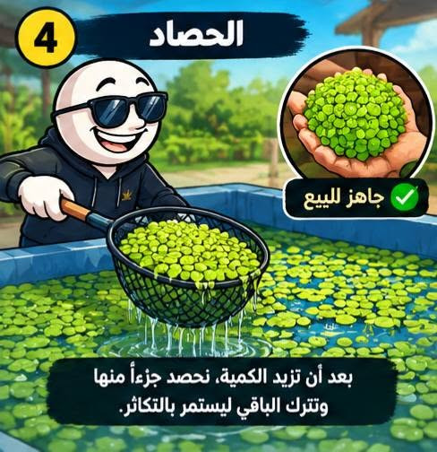 متوفر عدس الماء جملة مفرد 
علف الحيوانات الدائمي الغني بل بروتين 
سعر الكيلو 5000 خشن سريع التكاثر 
***********

نص مكتوب في الصور:
- 3 التغذية والتكاثر روث حيواني (كمية قليلة) مخلفات زراعية (مخلوطة بالطين) كل 3-5 أيام (حسب الحاجة) نضيف تغذية بسيطة، وتوفر الضوء والحرارة. ويبدأ العدس بالانتشار وتغطية سطح الحوض.
- 2 تجهيز الحوض ماء نظيف (عمق 40-20 سم) ضوء مناسب (6-8 ساعات يومياً) حرارة معتدلة (30°-22°م) نضيف الماء ونضع كمية البداية من العدس. ثم نهيئ بيئة مناسبة للنمو.
- 1 ما هو عدس الماء؟ نبتة صغيرة تطفو على سطح الماء وتتكاثر بسرعة كبيرة.
- 4 الحصاد جاهز للبيع بعد أن تزيد الكمية، نحصد جزءاً منها وتترك الباقي ليستمر بالتكاثر.