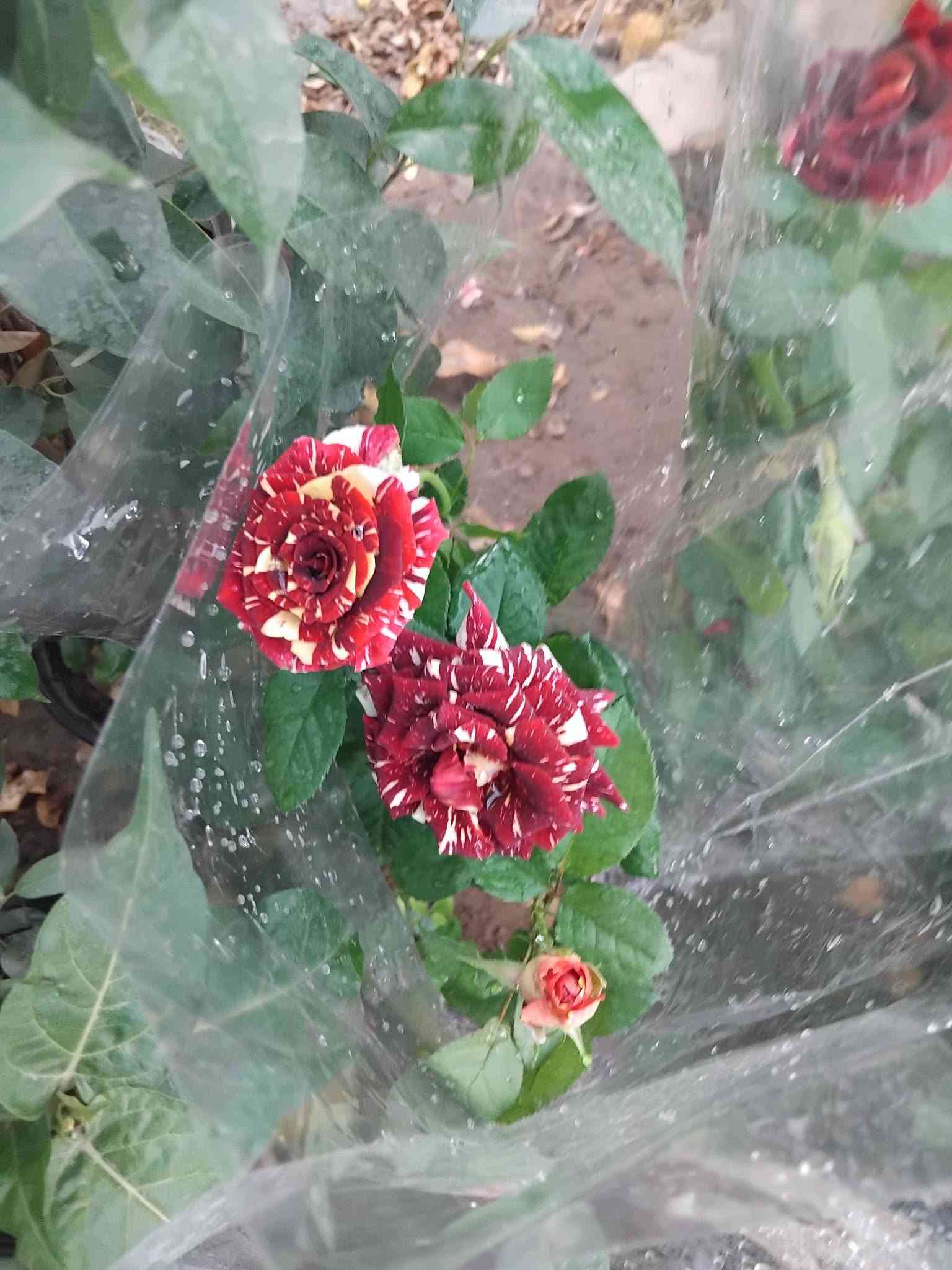 نباتات ظلية • نباتات خارجية • توصيل بغداد
