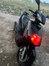 سكنس فحل • نوزل • بدون اوراق