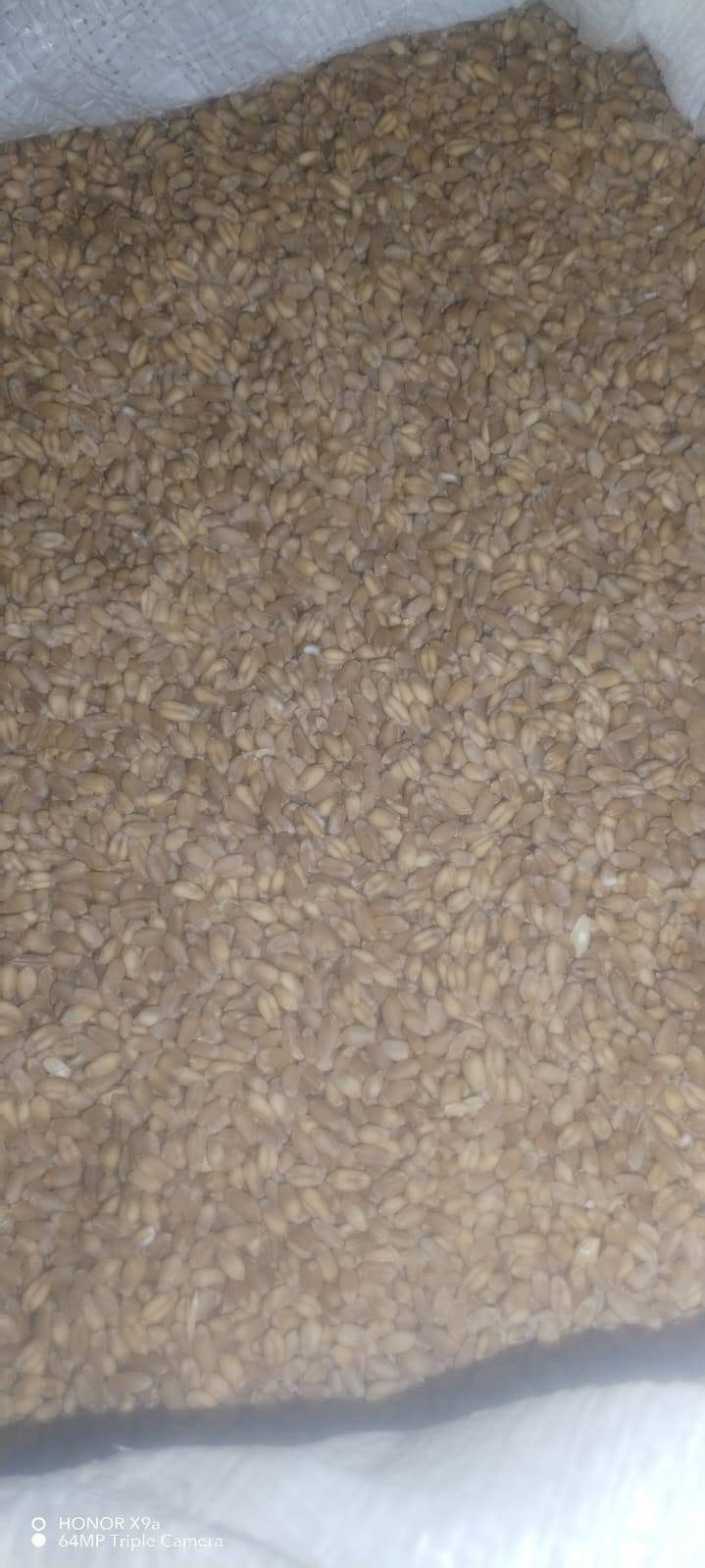 حنطه باجران • حنطه نزار • ٢٠ طن