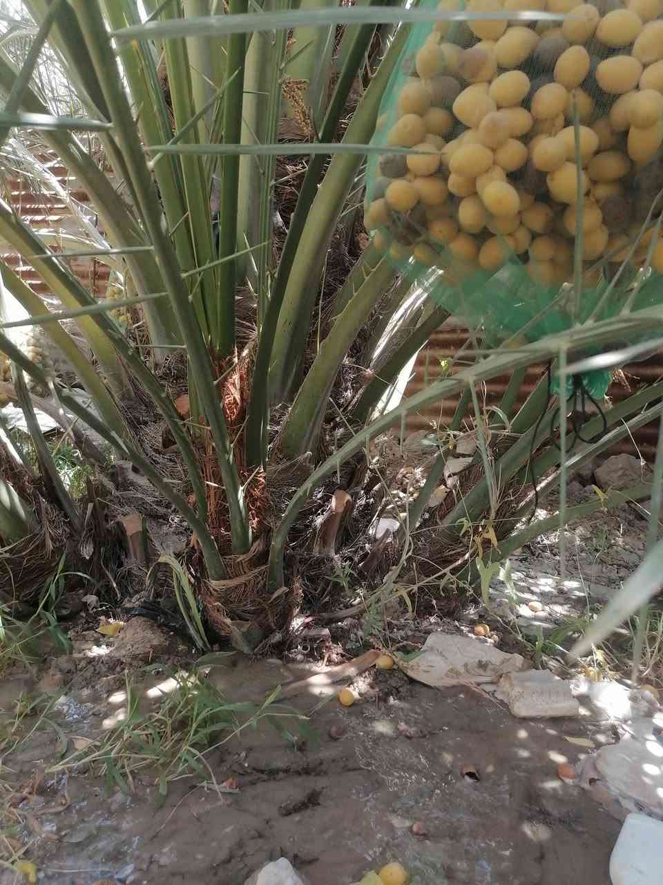 اللهم صلّ على محمد وآل محمد فسائل برحي حر للبيع حجم كبير المكان قضاء المدينه منطقه السالم نهر عنتر سيد عرب 
***********واتساب
