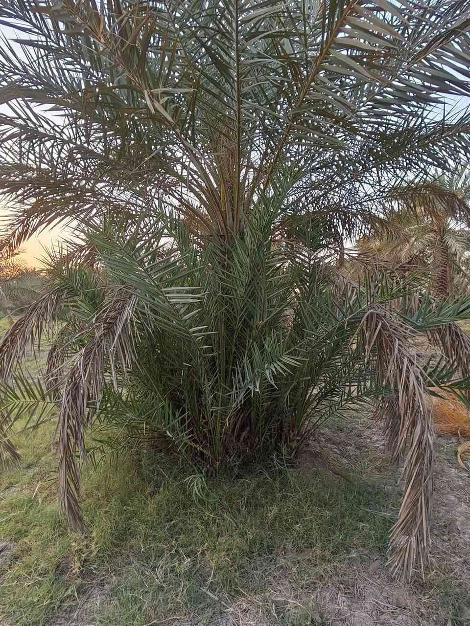 سلام عليكم متاح افراخ نخل النوع ستعمران وخضراوي سعر التك الفرخ الفين 2دينار موجود كميه جبيره شكد ما تريد ***********
