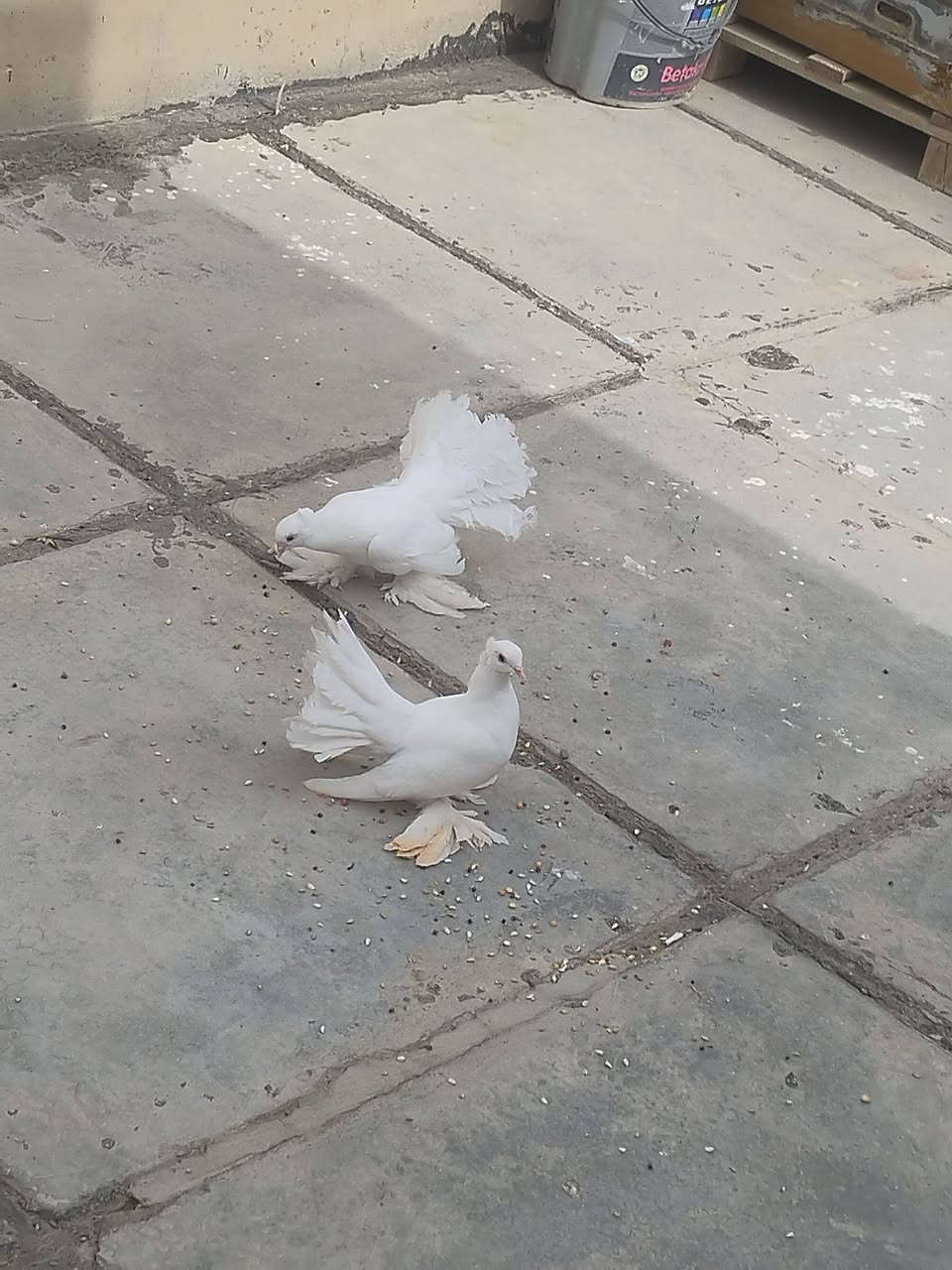 زوج حمام • مجربات • سامراء