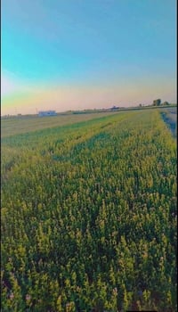 الصويره • ٢٥دونم • مياه سقي