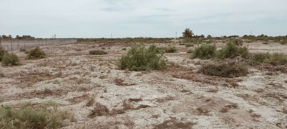 السلام عليكم.. ارض زراعية للبيع منطقة السورة.. الجلاع... المساحة 3 دونم عليها نهرين من اليمين واليسار شارع 6 متر ارض عاليه للزراعه للأستفسار ***********
