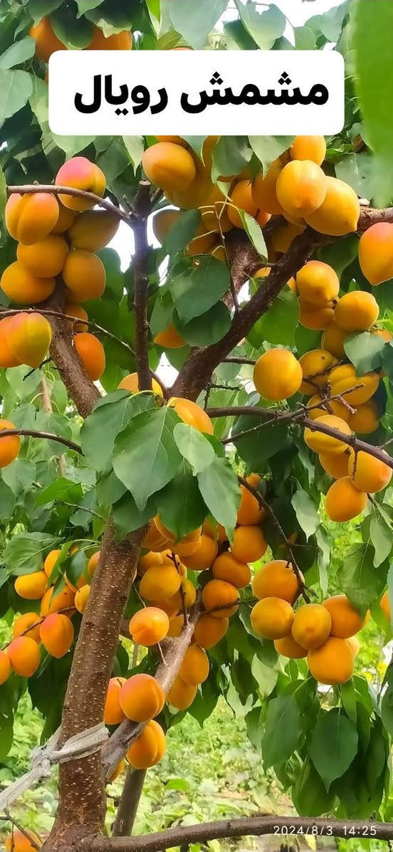 شتلات فواكه • ضمان نوعي • عمر سنتين
