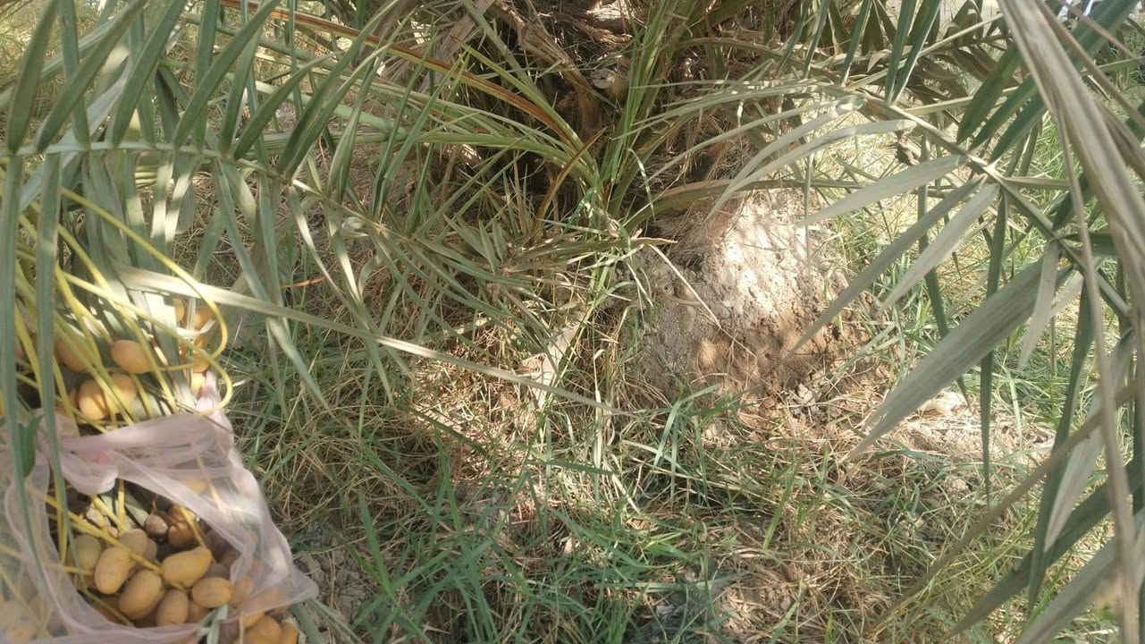 فسايل للبيع
كنطار ٢٥
بنت سوده ١٥
خضرواي ٤
جوزي ٢٥
استعران ٥
وكل الفسايل تاكله منه إله تشلع رقم الهاتف  ***********
