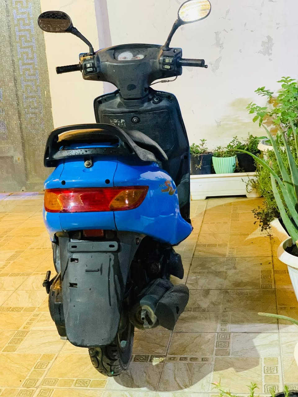 فراشة كرستال • مكفولة • جاهزة