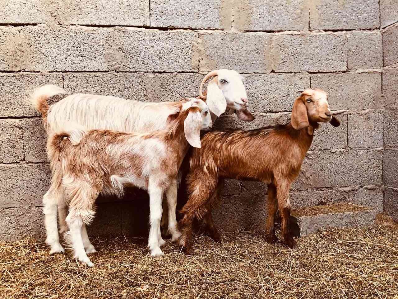 جذعه اول بطن • درجه اول • توصيل