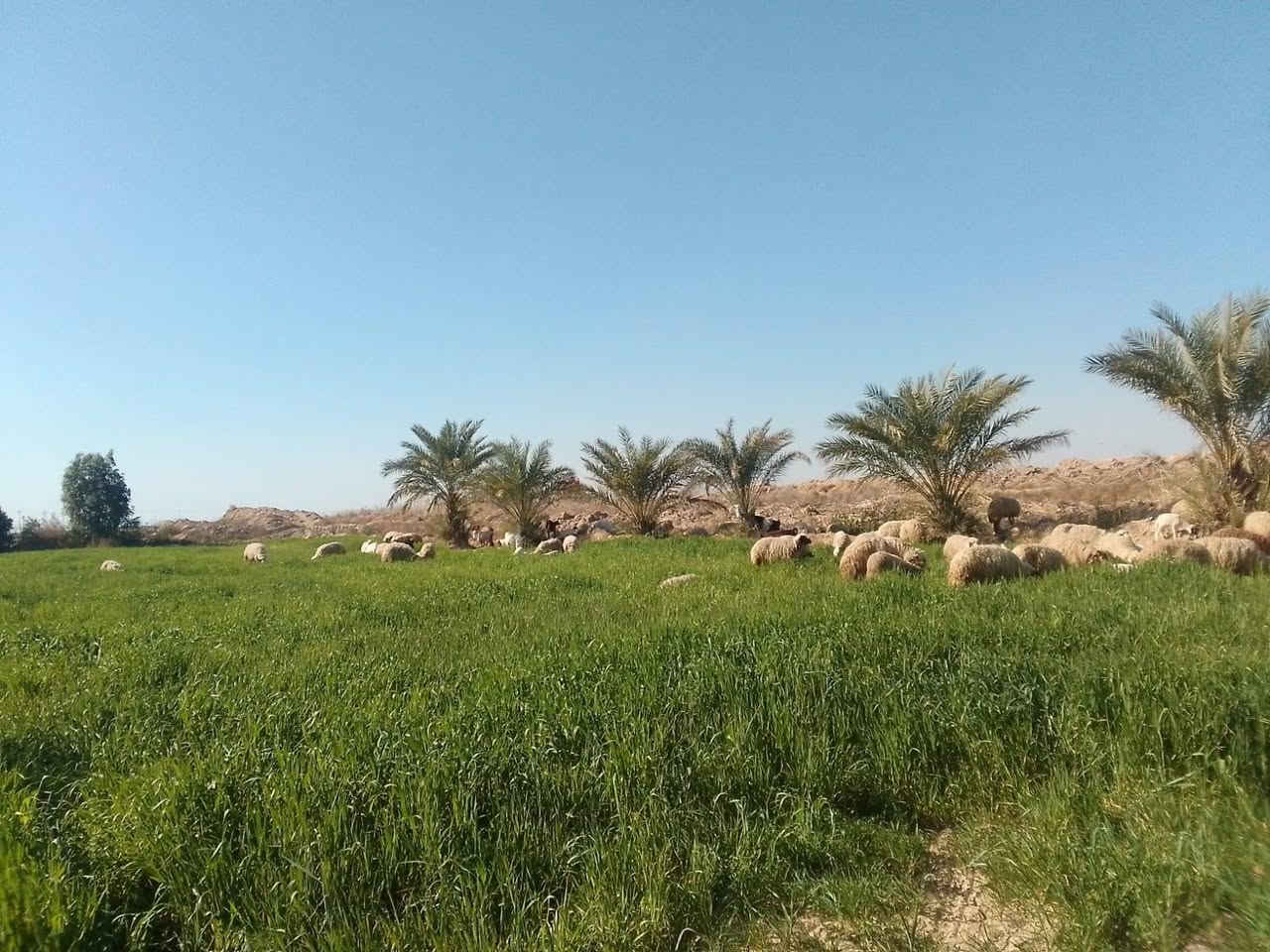 كاع ٣١٠ دونم بالدبوني بيه ٤ بيوت ومضيف وبستان نخل وعقود زراعيه الكاع كله مشتغلين باليزر وبزول درجه اولا الاستفسار الاتصال ***********/ ***********
