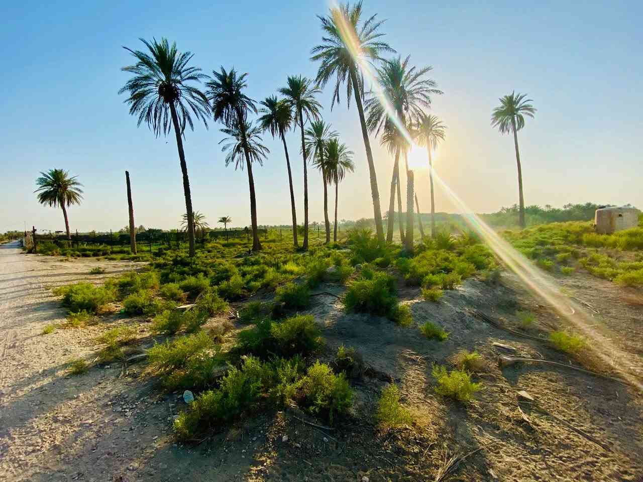 للبيع قطعة أرض على شط الحلة – النخيلة الغربية 

المساحة: دونم وشويه (2850 م) 
الموقع: النخيلة الغربية – مباشرة على الشط
 المواصفات:
أرض زراعية واجهة مباشرة على النهر
متوفر طريق، مي، كهرباء منطقة هادئة ومخدومة
#موقع_الارض : https://maps.app.goo.gl/QEtAQ8HSfnzxJTrg7?g_st=com.google.maps.preview.copy

للاستفسار: ***********
