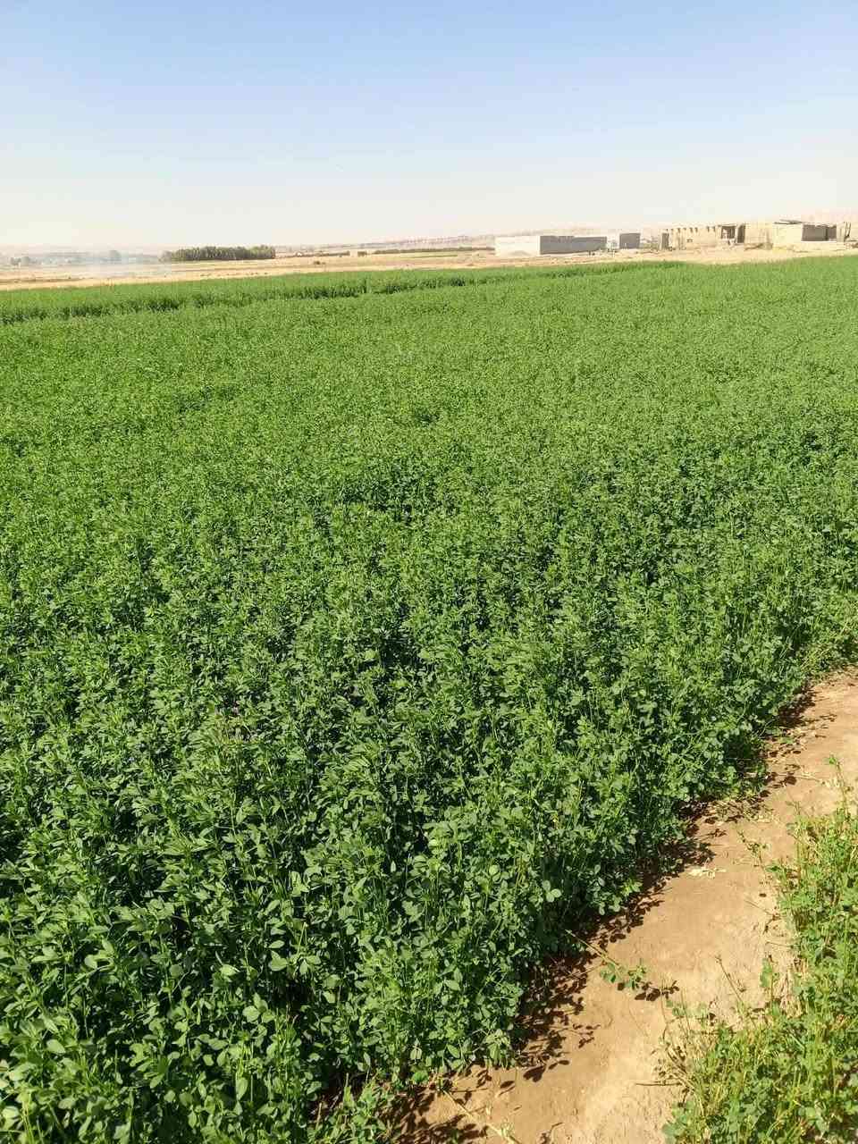 السلام عليكم يوجد جت حشيش للبيع الموقع فصيص الاستفسار والاتصال على الرقم ***********
