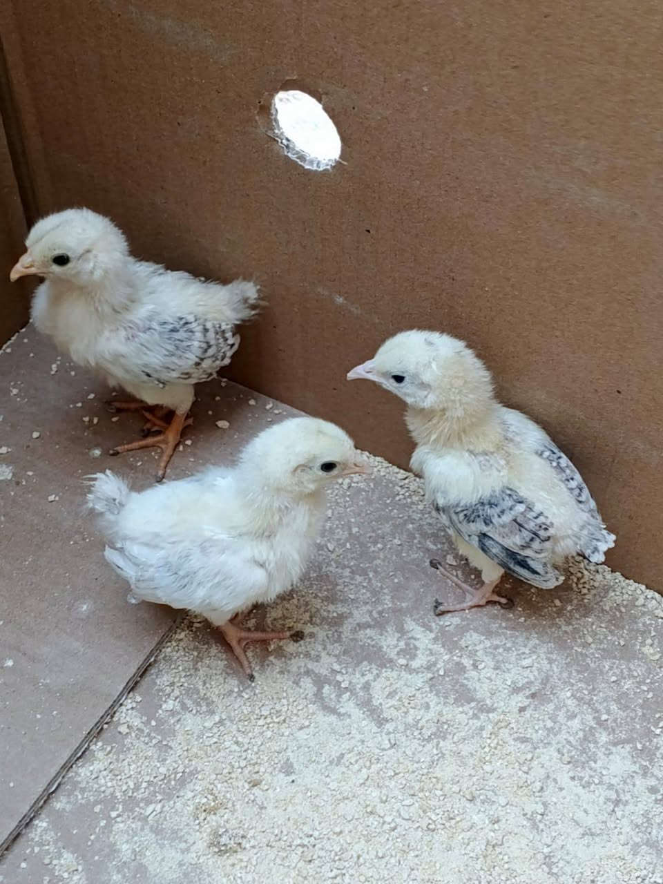 سلام عليكم شباب 3 افراخ دندراوي فواتح عمرهن 15 يوم وخير من الله صحتهن شراي يخابر ويدلل مكاني مسيب ***********
