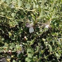 نبات الشفلج • علاج الانزلاق • توصيل