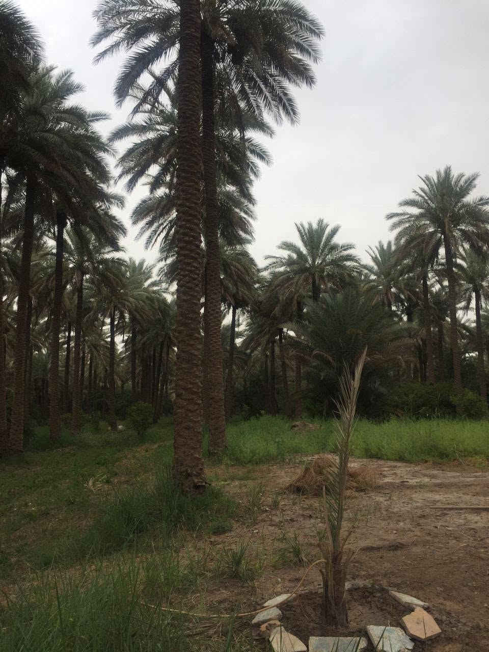 ٦ دونم • طابو زراعي • سند ٢٥