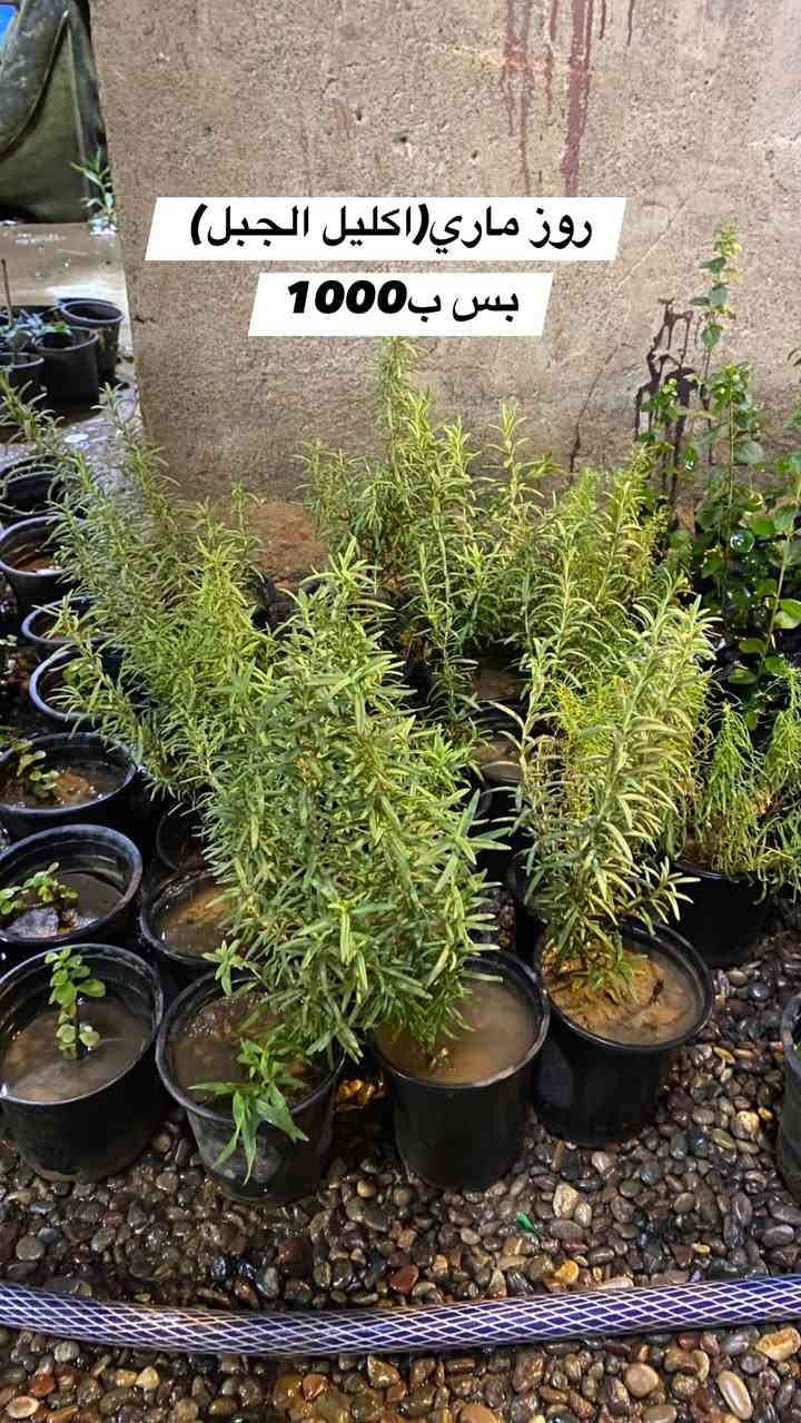 🌿💙 أهلاً وسهلاً بكم في مشتـل دوميز 💙🌿
نورتونا ونورت صفحتنا 🌱✨

🔥 اليوم وفرنالكم نبتات أكثر ومن أنواع مختلفة!
🪴 أكثر من نوع وبسعر 1,000 دينار فقط 😍🔥

🌿 أسعار مميزة ومناسبة للجميع
💙 اختاروا النوع اللي يعجبكم وخلو البيت أحلى بالنباتات 🌱

🚚 التوصيل فقط بـ 1,000 دينار للمناطق التالية:

📍 حي سومر
📍 حي دوميز
📍 حي الانتصار
📍 يارمجة
📍 حي فلسطين
📍 حي الصحة

📲 للطلب والاستفسار:

💬 واتساب: ***********
📞 اتصال: ***********

🔥 الكمية محدودة والطلب حسب التوفر 🔥

🌿💙 مشتل دوميز — نباتات أكثر، جمال أكثر، وبأسعار تناسبكم 💙🌿
