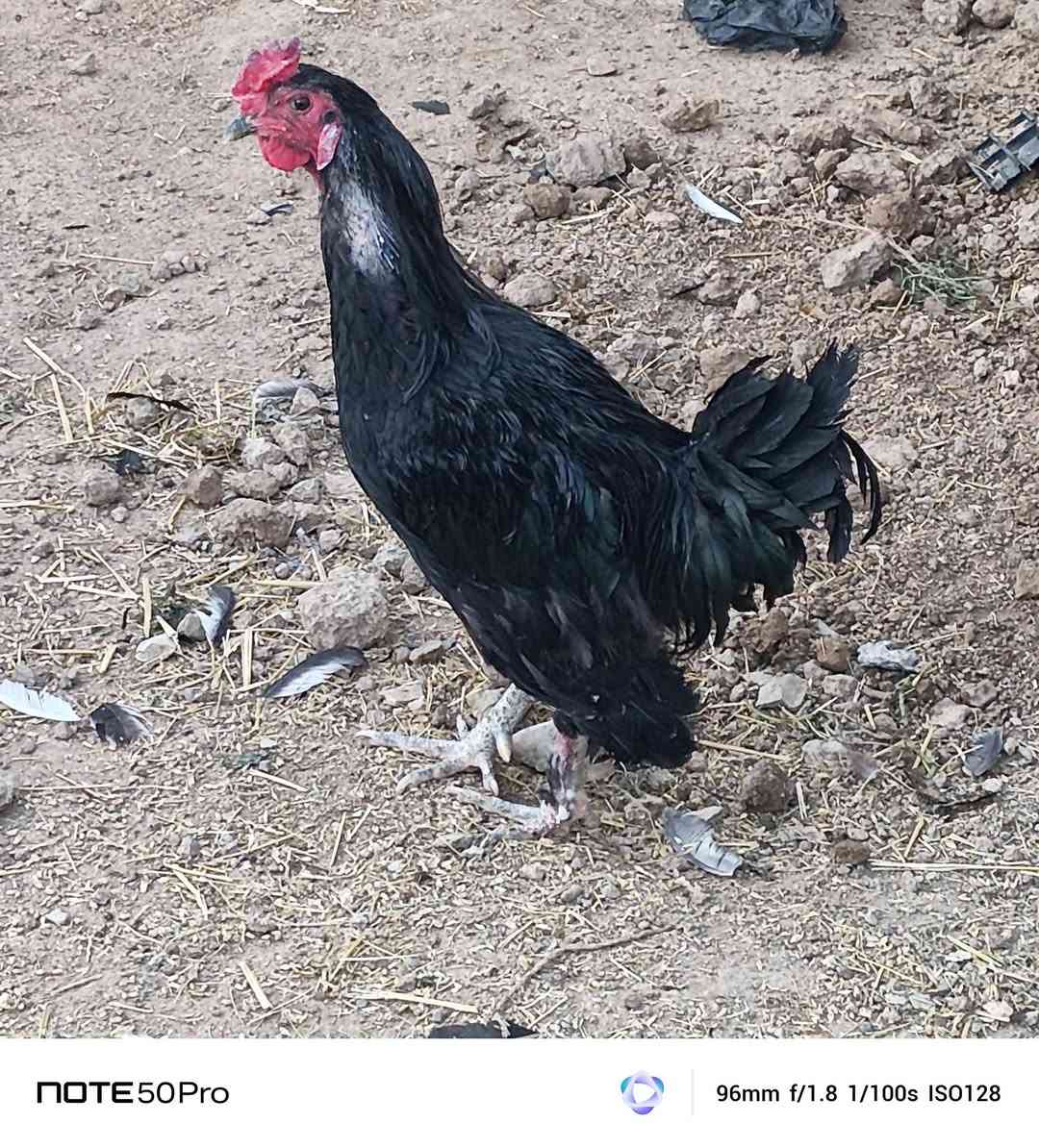 ديك • عدد ٢ • سعر خاص
