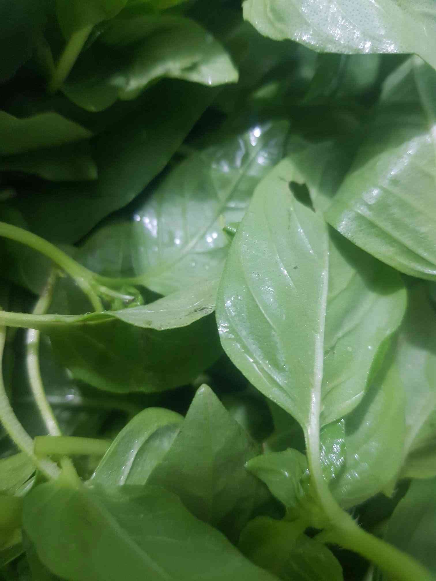 خضرة • اعشاب • سبيناغ