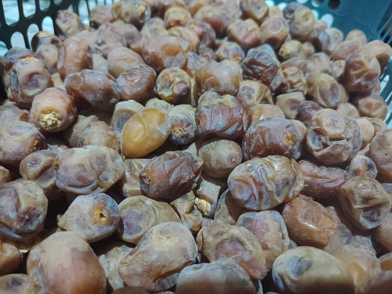 تمر برحي • البصره • قضاء المدينه