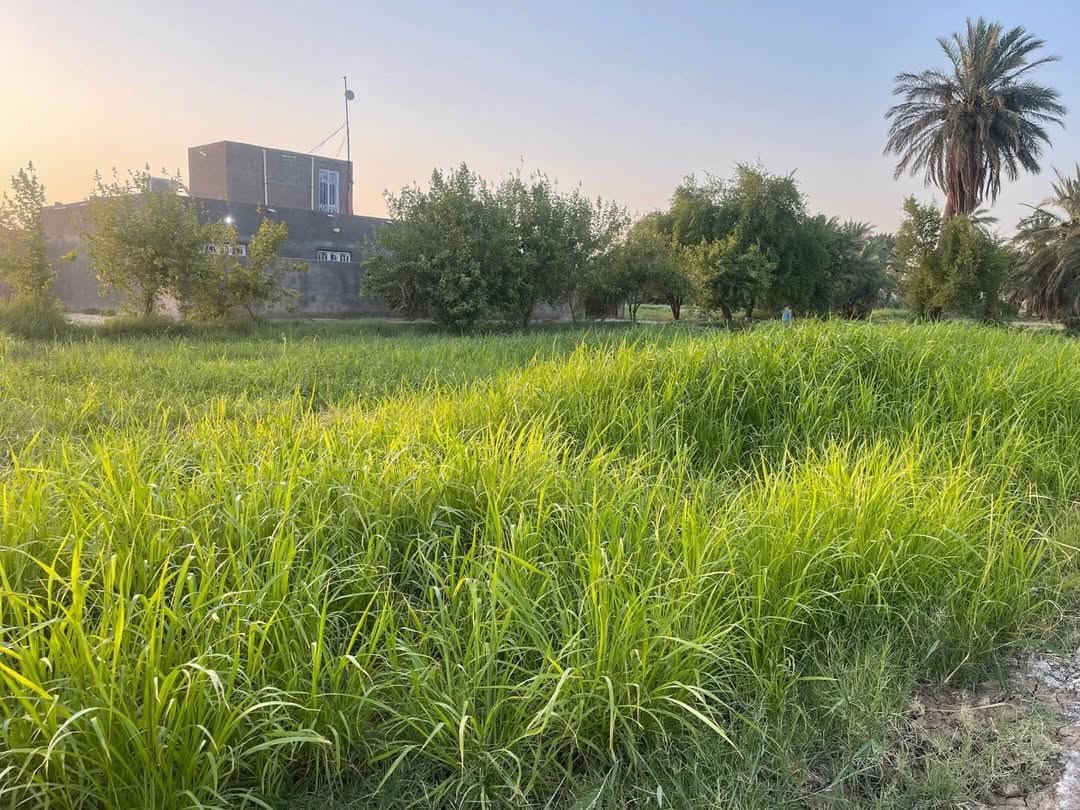 بستان للبيع مساحته دونم يحتوي على أشجار النخيل وكافة الخدمات طريق تبليط انبوب ماء إسالة وكهرباء في واجهة البستان السعر 50مليون موقعه قرب سيد صبر على الشط
للتواصل ***********
