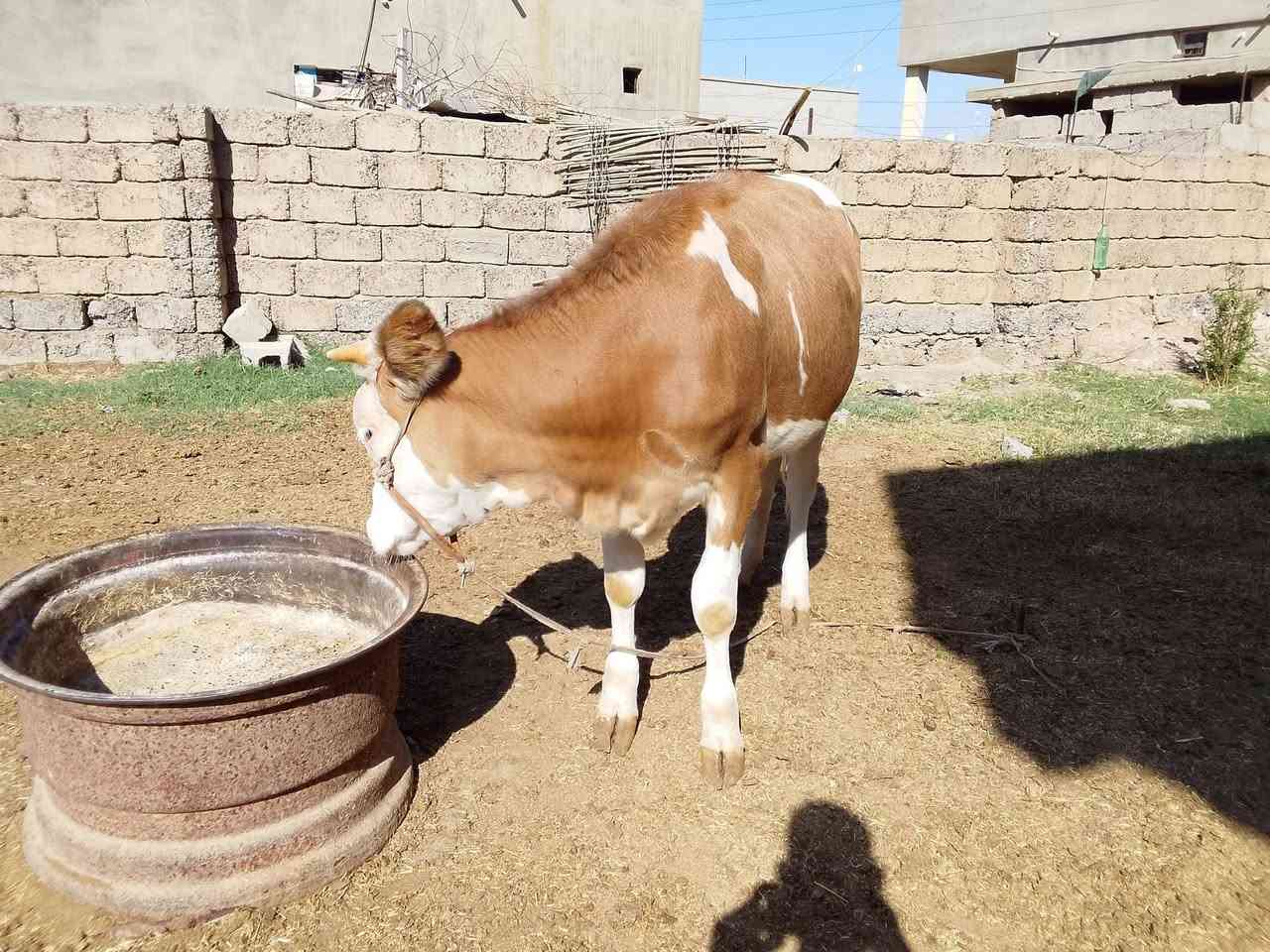 السلام عليكم ورحمه الله.
متاح بجر سمتال حلوة درجة اولى 
خشنة واجفة من الحم. الي يريد گصابة ترهم 
و الي يريد جنية ترهم مصرفة ابدايه الشهر 
للاستفسار الاتصال على الرقم ***********
المكان سديرة وسطى
