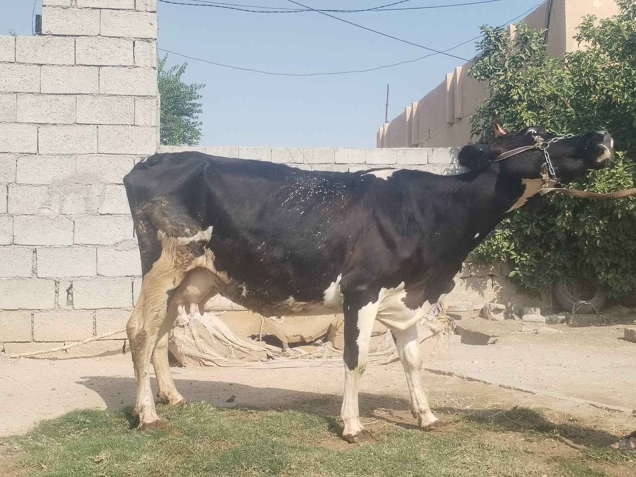 حليب • دسامه • ناحية الزاب