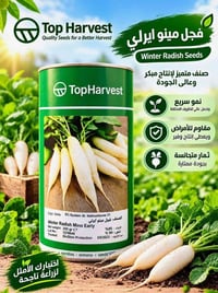 فجل مينو ايرلي • بذور • بغداد اليوسفية