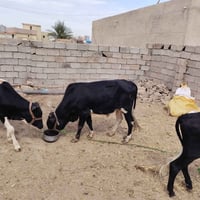 ٣ مربوطات • ع جريش • اصبيح