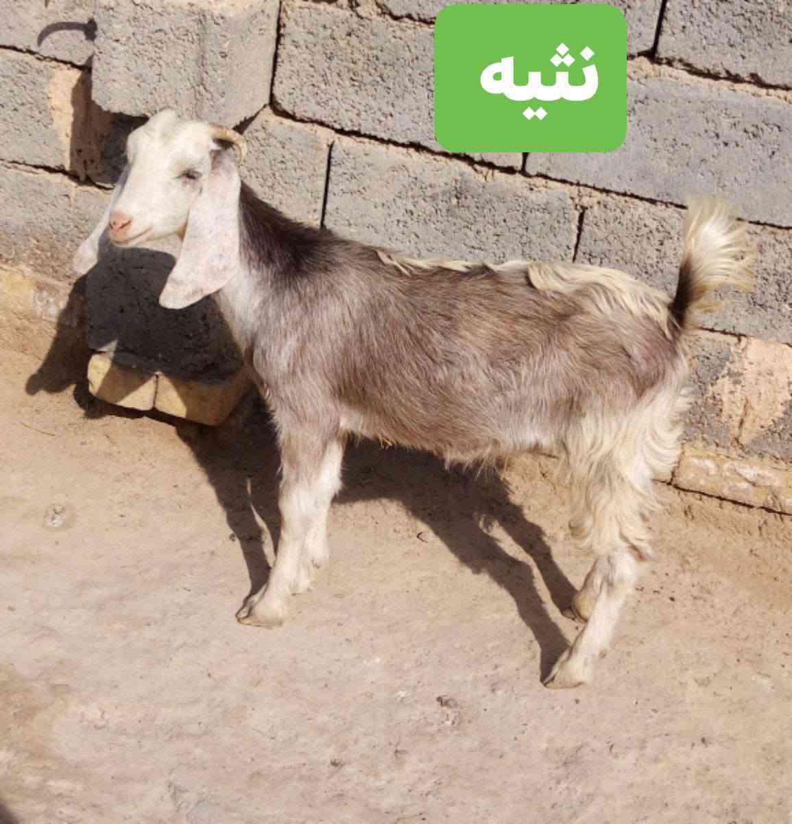 الزوج ب265 الف.   كشاتير 6 بيهن نثايه 2  مكان الشطره ***********

نص مكتوب في الصور:
- نشيه