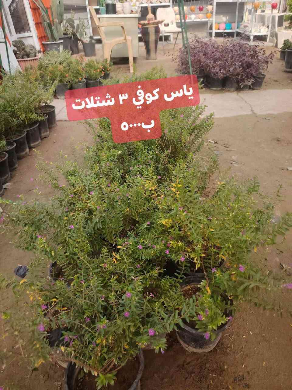 شتلات • الكوت الفلاحية • رمان زينه