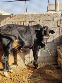 جوز حوالي • درجة أولى • اسديرة وسطى