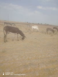 هونر X9b • كاميرا 108MP • السماوه