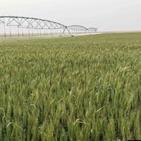 مرشات • قطعتين • جزيرة الكرمة