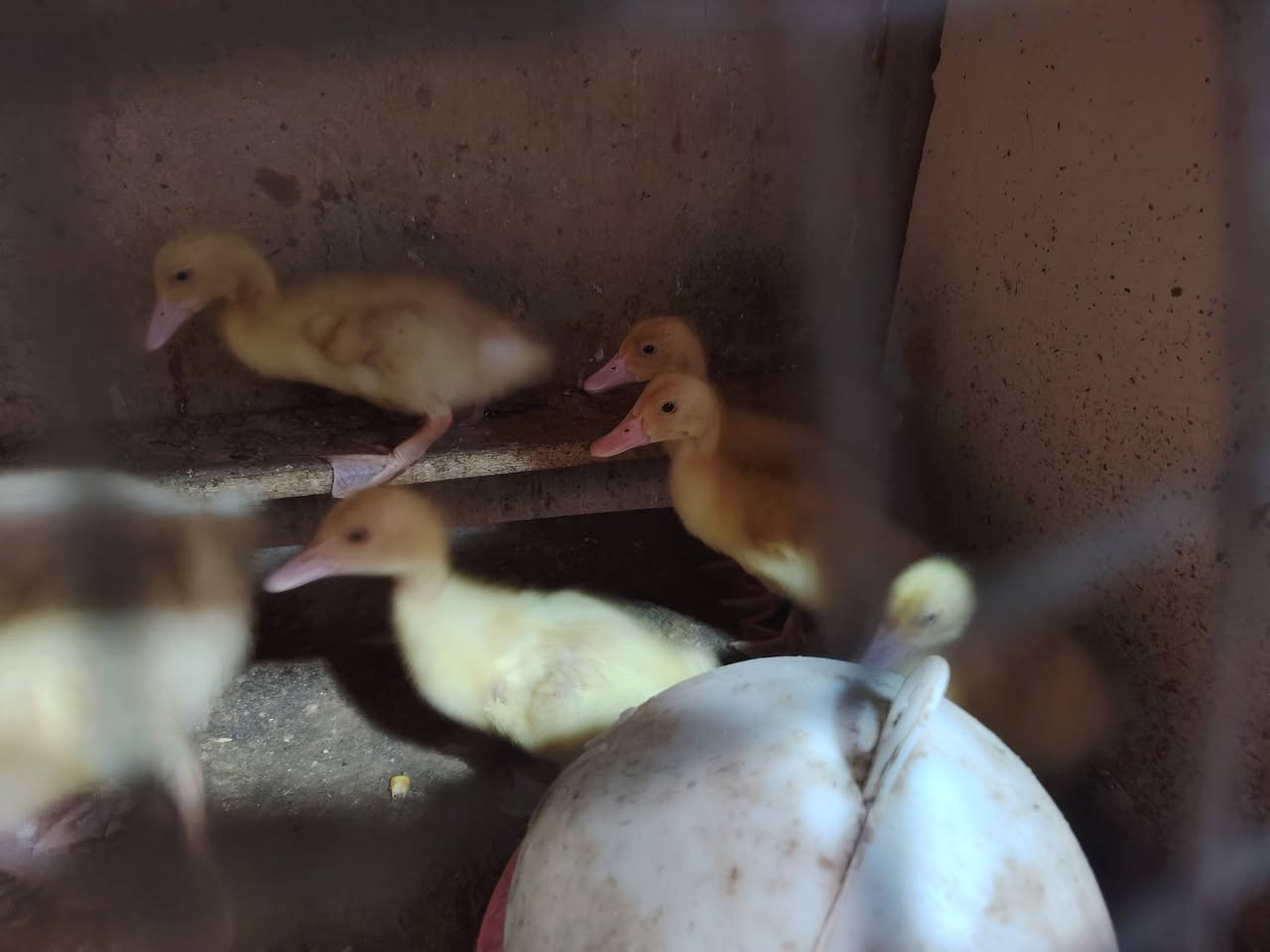 ٤ قطع كبار • ٩ قطع صغار • مجموعة كاملة