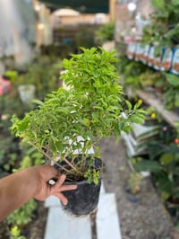 دورنتا • كمية محدودة • توصيل