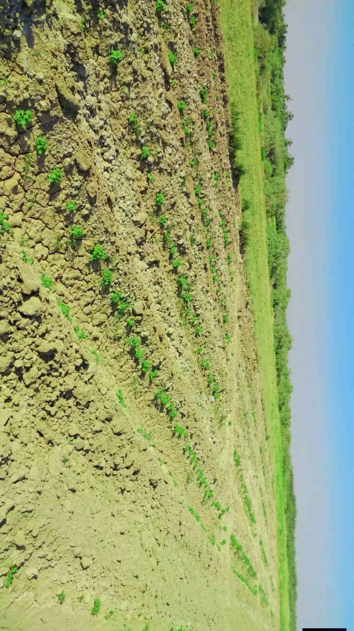 🔴⚪ إعلان رقم (16) – فرصة مميزة لامتلاك أرض زراعية ⚪🔴
🌿 المساحة: دونمان ونصف زراعيان
🌽 مزروعة حالياً بـ الذرة والبامية، وتتميز الأرض بخصوبتها العالية وإنتاجيتها الممتازة
📏 الواجهة: 30 متراً
🛣️ تبعد عن الشارع المبلط 150 متراً فقط
🏡 الأرض مناسبة للزراعة والسكن

🌳 ملاحظة مهمة:
💰 السعر يشمل استلام الأرض مسيجة ومشجرة وعلى حساب المالك.
أما في حال البيع بدون سياج وبدون أشجار، فسيكون السعر مختلفاً.

💵 السعر: 45 مليون دينار عراقي وقابل للتفاوض

📍 العنوان: محافظة واسط – قضاء العزيزية – منطقة برينج

⭐ فرصة مناسبة للاستثمار الزراعي أو بناء سكن ضمن أرض زراعية مميزة!

📞 للاستفسار والمعاينة، يرجى التواصل معنا عبر الخاص أو الاتصال على الرقم التالي:
***********

#إعلان_رقم_16 #عقارات #عقارات_العراق #عقارات_واسط #واسط #العزيزية #برينج #أرض_للبيع #ارض_زراعية #أراضي_زراعية #دونمين_ونصف #مزرعة_للبيع #سند_25 #استثمار_عقاري #استثمار_زراعي #عقار_للبيع #بيع_وشراء #فرصة_استثمارية #أرض_خصبة #زراعة #ذرة #بامية #أراضي_العراق #عقارات_العزيزية
