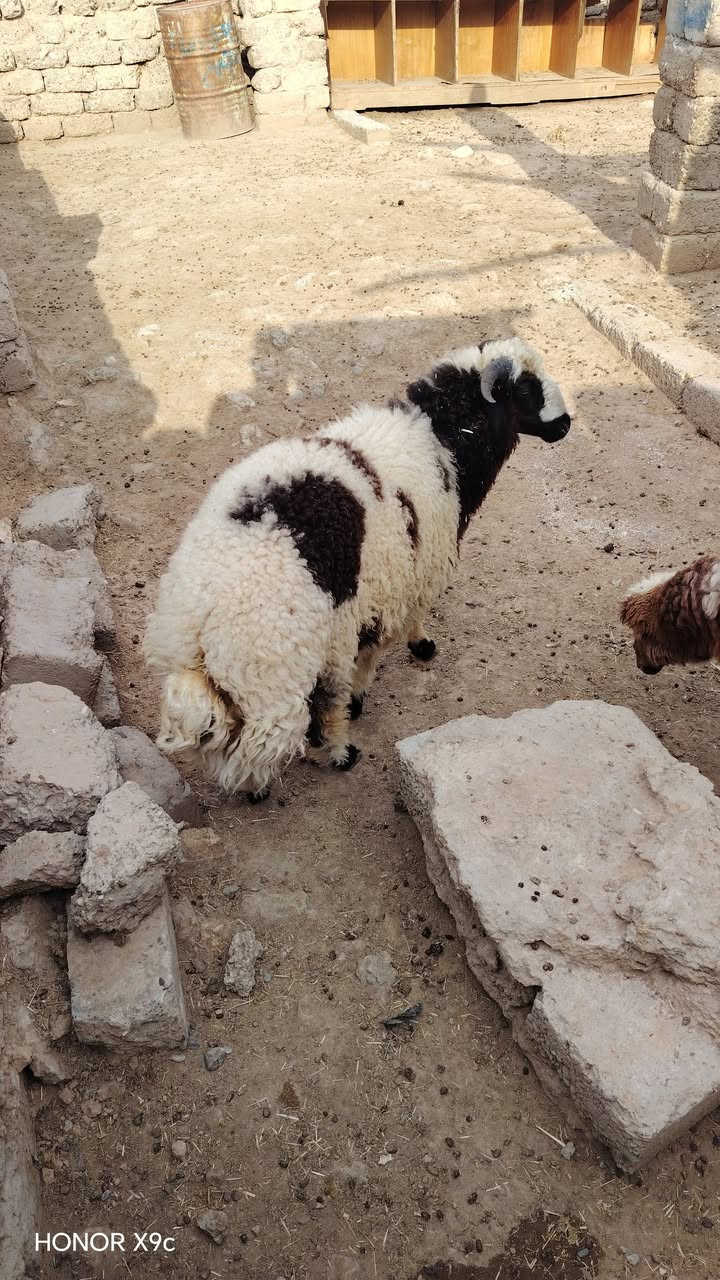 هونر X9c • جوال • جديدة