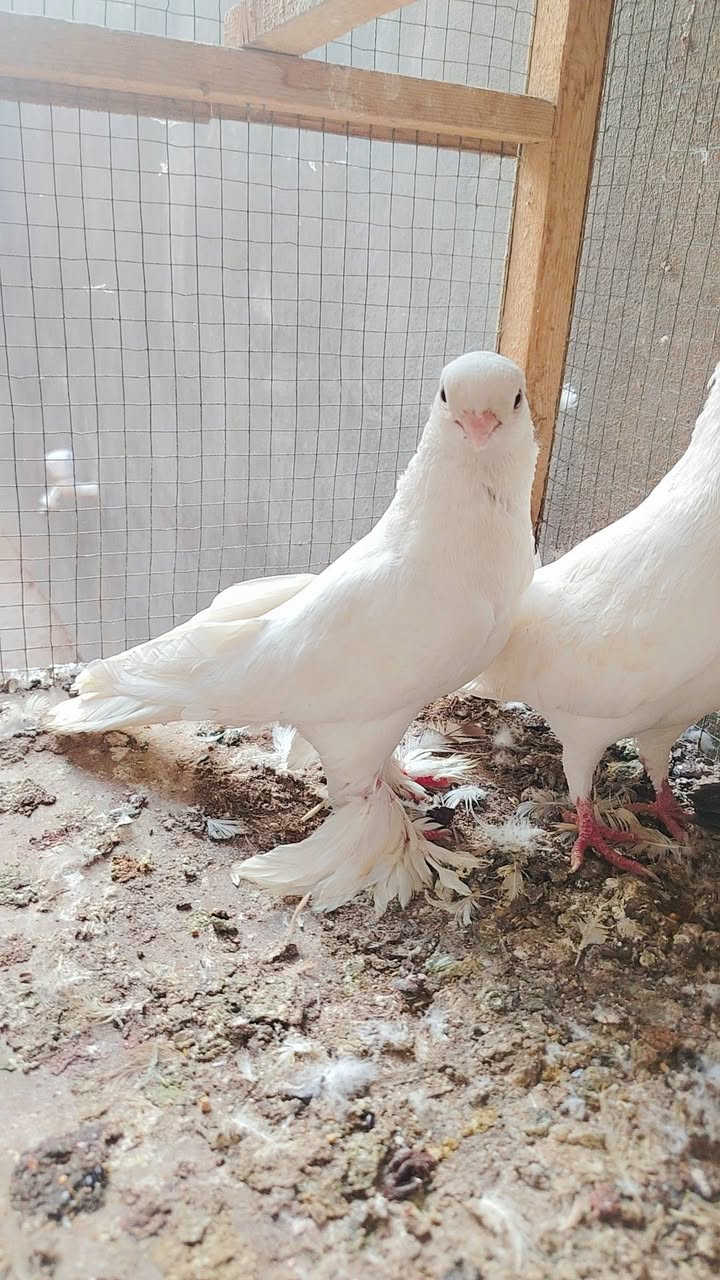 طير • نسل • نجف كوفه