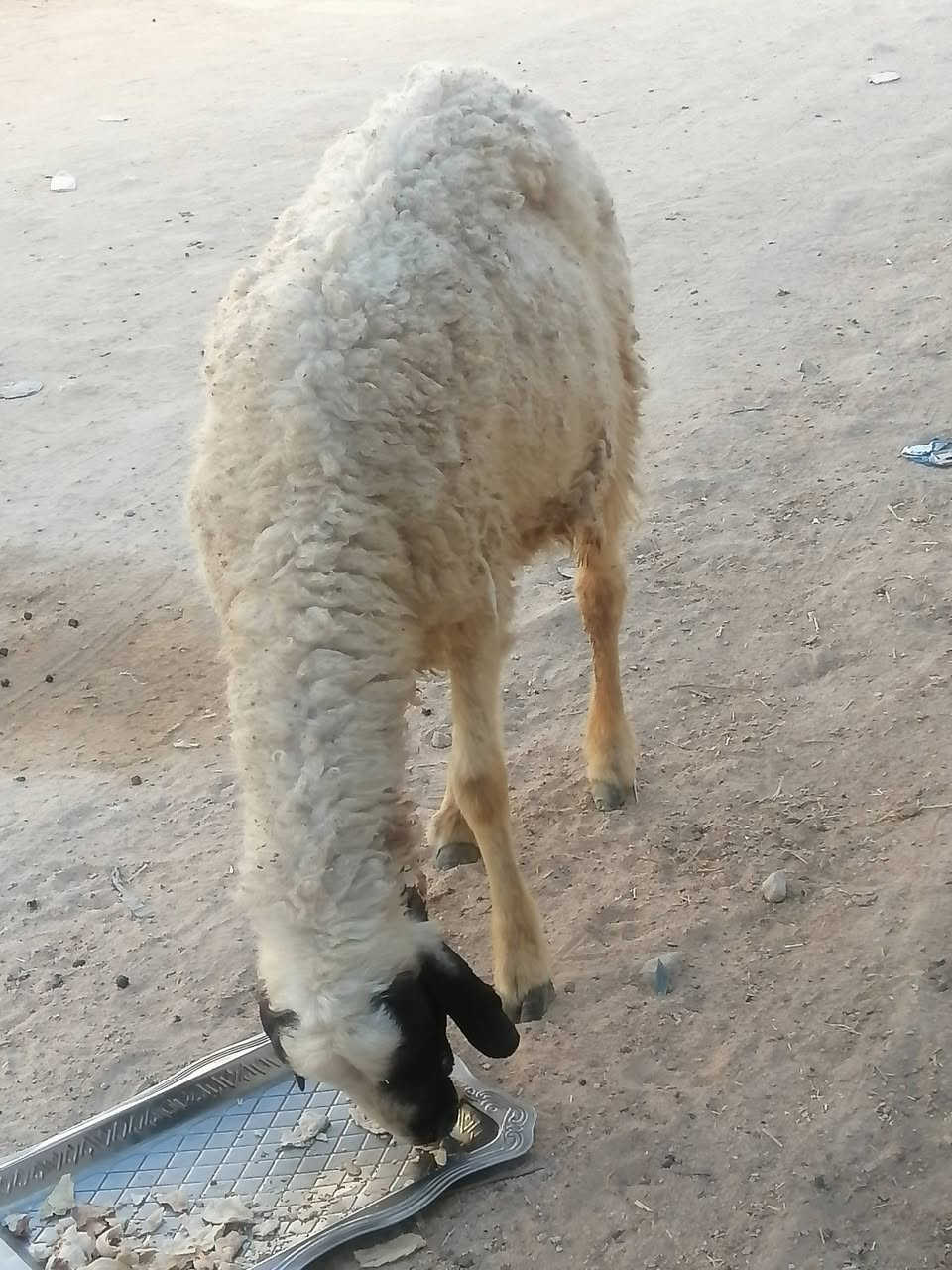 نعجه لبيع صاحيه مناسبه ترهم نذر ذباحه مناسبه كلش
المكان دوانيه قضاء الشاميه
السعر ١٣٥ شراي يخابر بيه خير ويدلل ***********

