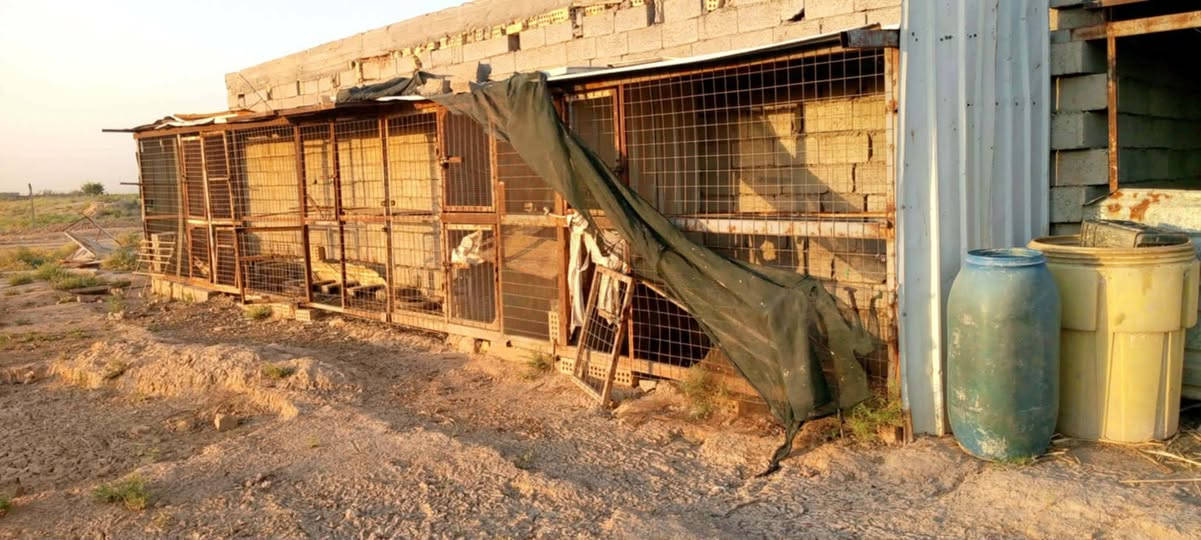 للبيع أو مراوس 4 دوانم طابو زراعي سند 25 باسمي بيها 3بيوت ومسبح وحديقة كبيرة ومحاصير حلال مزروعة نخيل وزيتون ونبك تفاحي ورمان وبمبر واشجار مختلفة بغداد نهاية سبع قصور بالاوسمة والانواط الاتصال ***********

نص مكتوب في الصور:
- ١٨:١٨ ٢٠٢٦/٠٩/١٠ أدخل النص TECNO