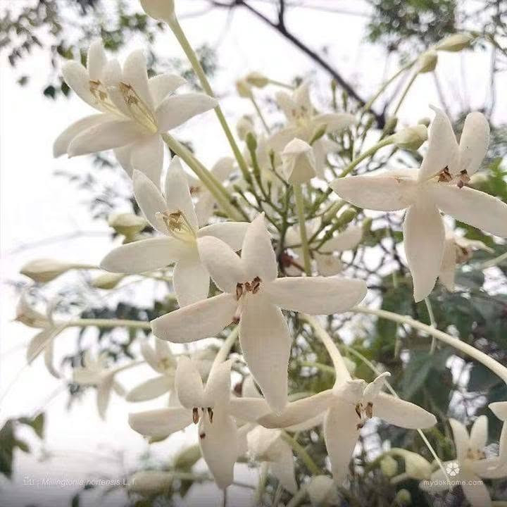 🌿 السلام عليكم ورحمة الله وبركاته 🌿
أهلًا وسهلًا بأحلى متابعين 🌸💚

🌱   توفرت شجرة ملنجتونيا العطرية
✨ إذا تحبون الأشجار اللي تجمع بين الجمال والرائحة العطرة… فهذي الشجرة تستحق اهتمامكم! 😍🌿
وبسعر ١٢ الف
🌿العنوان / بابل المحاويل 
🌿للحجز والاستفسار يرجى مراسله الصفحه او واتساب ***********
🌿 يتوفر لدينا خدمه توصيل لجميع محافظات العراق 🚛 

الاسم النباتي: ميلينجتونيا هورتنسيس
الاسماء الشائعه ..شجرة الياسمين أو شجرة الفلين الهندية، وهي شجرة عطرية فواحة جدا من اجمل الاشجار 🌳🌳التي تزينت بها 🌾دبي وكل الامارات العربية المتحدة حديثا و العديد من دول الخليج و غيرها لقوة تحملها للظروف القاسيه وهي شجرة بيئية جميلة سبقنا اليها الكثير فهي ناجحة في كل الدول المحيطة بِنَا دخلت إلينا عن طريق البذور ونتمنى ان تحرص المشاتل على استنباتها لجمالها ورائحتها العبقة الجميلة ولمنافعها الطبية الهائلة وفائدتها الاقتصادية فهي تدخل بصناعة العطور ولقدرتها على تحمل المناخ القاسي...
موطنها:  آسيا وجنوب شرق آسيا.
رعايتها: هي شجرة سهلة العناية.  يجب أن تكون التربة جيدة التصريف وخصبة أيضًا.  فيما يتعلق بالتغذية ، كما أنها تتحمل الملوحة🥴🥴 ويمكن تقليمها بسهولة. من الأفضل دائمًا إبقاء التربة رطبة قليلاً💦💦.

نص مكتوب في الصور:
- PHOTO: TUEANG
- ชื่อ : Millingtonia hortensis L. f. mydokhome.com