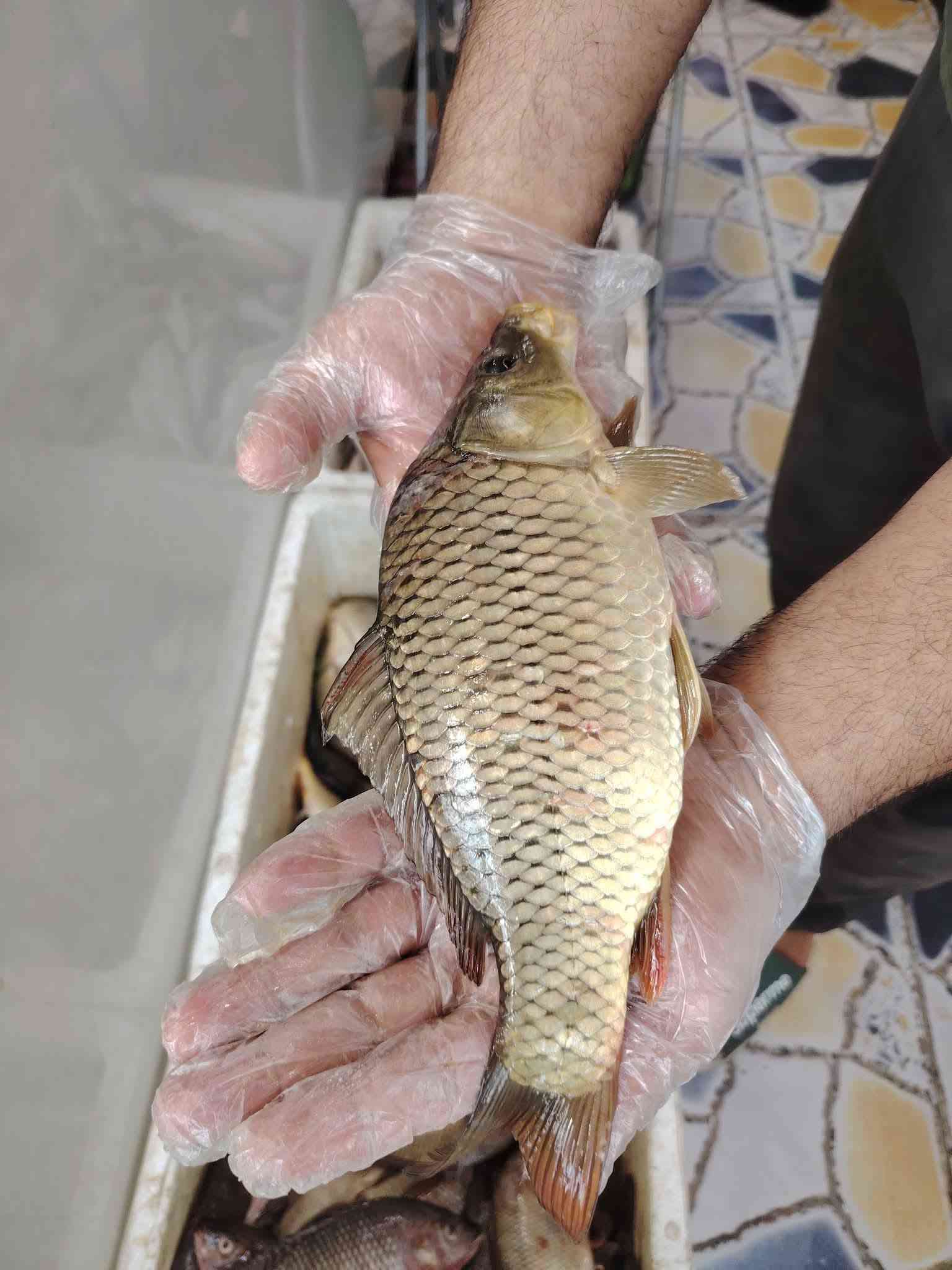 ب ٤٥٠٠ دينار الكيلو العدل مال مطبك 
اهل الثواب اليوم خميس وينكم عمي
الحجز مفتوح حاليا 
توصيل اكو
***********
*********** واتساب
العنوان الديوانية سوق العروبه مقابل صيدليه الغيث الفلكه النافوره طرشي رمانه قرب مأكولات المصلاوي
