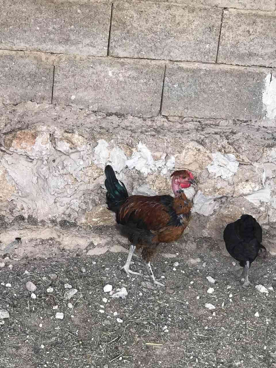 ديوجه ابو ركيبه • الهراتي • الحجازي