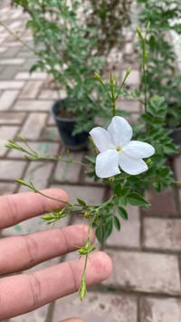 جهنمية بنفسجية • ياسمين عراقي عطري • توصيل محلي