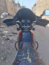 بوكسر • جبلي • بدون اوراق